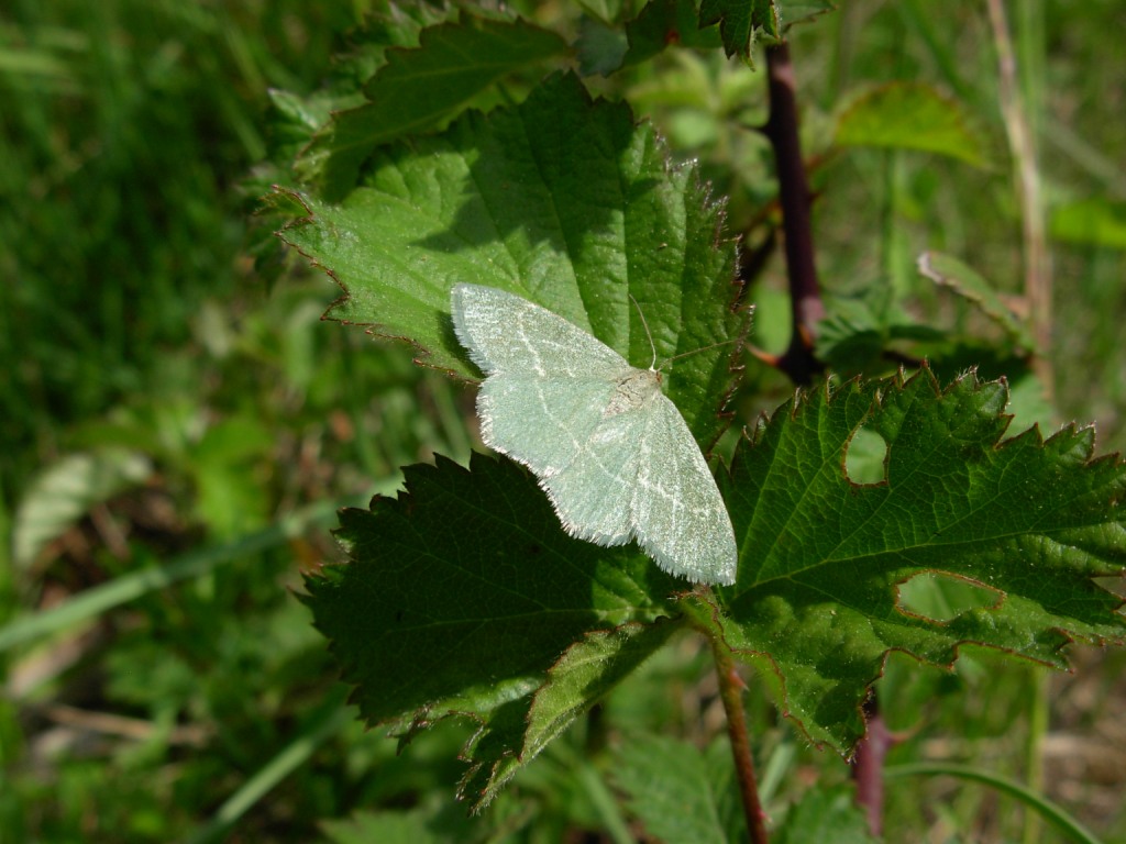 Chlorissa cloraria